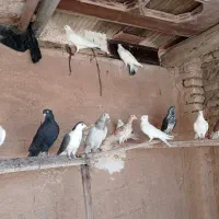 کبوتر|پرنده|شاهین‌شهر, گزبرخوار|دیوار