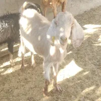 بز مناسب|حیوانات مزرعه|شیراز, ارم|دیوار