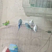 مرغ عشق و فنج