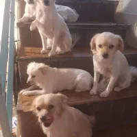 سگه گمشده اشپید ز  طلابی زرد