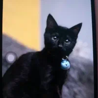 نیازمند گربه ماده dsh برای جفت