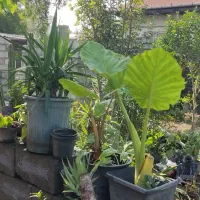 فروش گل یوکا و باباآدم سیکاس و شمشاد طلایی