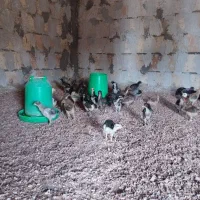 جوجه لاری(اوشامو افغان)|حیوانات مزرعه|طرقبه, |دیوار