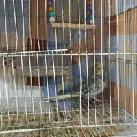 عروس هلندی نر ماده و ماده تک|پرنده|مشهد, شهید معقول|دیوار