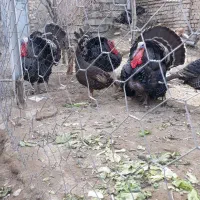 مرغ وخروس مرندی ۷ماهه سیاه|حیوانات مزرعه|هشتگرد, خور|دیوار