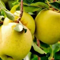 فروش ثمر باغ سیب