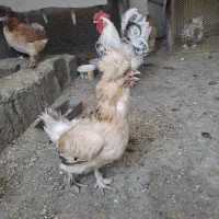 فروش مرغ و خروس و جوجه