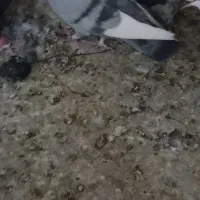 مینا سبز نر|پرنده|زاهدان, |دیوار