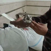 کبوتر|پرنده|ورامین, شهرک ولیعصر|دیوار