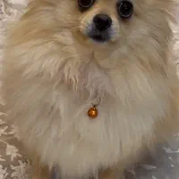 سگ پامر|سگ|تهران, سردارجنگل|دیوار