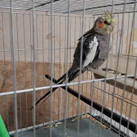 عروس هلندی نر