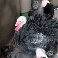 فروش بوقلمون برنز و بوربون برای باغ یا گردشگری|حیوانات مزرعه|مشهد, هنرستان|دیوار