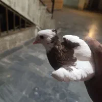 کبوتر طوقی|پرنده|سمنان, |دیوار