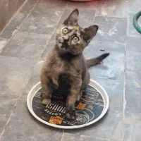 گربه مهربون