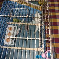 عروس هلندی مولد ، مرغ عشق ، فنچ نر|پرنده|قزوین, |دیوار