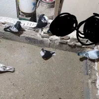 کبوتر|پرنده|بیرجند, |دیوار