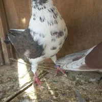 کبوتر تهرانی و شهرستانی