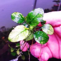 گیاه خاص آکواریوم پلنت|ماهی|تهران, هفت چنار|دیوار