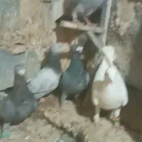 ۵تانر|پرنده|شیروان (خراسان), |دیوار