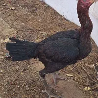 مرغ وخروس لاری اصیل
