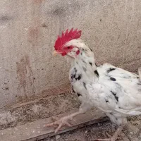 خروس گلین