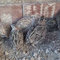 بلدرچین گوشتی و سالم