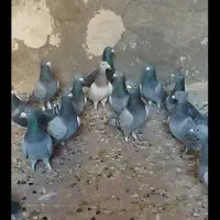 دستهپلاکی