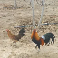 تخم نطفه دار سوماترا