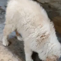 توله سگ نژاد اصیل|سگ|زاهدان, |دیوار