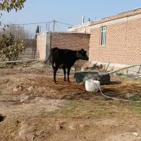 گاو هلشتاین آبستن با گوساله ماده 3ماهه