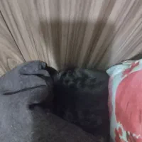 سرپرستی بچه گربه یک هفته ای