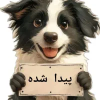 سگ پیدا شده