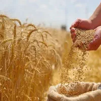 ۲۰٪ درصد افزایش تناژ محصول ویژه مزارع بزرگ
