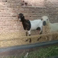 مری حراج