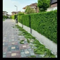 باغبانی  هرس  سراسر تهران