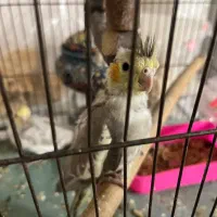 جوجه هلندی|پرنده|ری, شهرک نظامی|دیوار