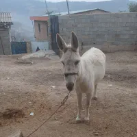 خر ماده گوسفندی