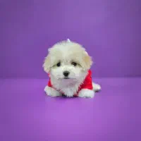 توله سگ پشمالو (پودل کراس) سایز جیبی|سگ|مشهد, کارمندان دوم|دیوار