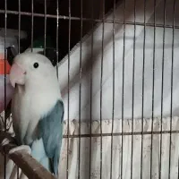 کوتوله مولد