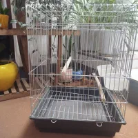 قفس کاسکویی