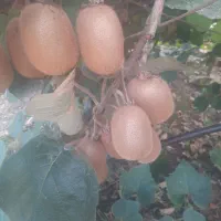 کیوی ریز و دقلو شمارو خریداریم