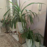 گل پاندانوس|گل و گیاه طبیعی|مشهد, حجاب|دیوار