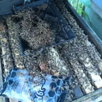 تعداد ۵۰کلونی زنبور عسل به فروش می‌رسد...