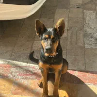 واگذاری سگ|سگ|فردیس, شهرک ناز|دیوار