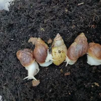 ۵تاحلزون آچاتینا با باکس+۱۰تا جوجه حلزون رایگان|خزنده|فردیس, شهرک ناز|دیوار