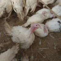 فروش بوقلمون بیوتی - پرورش در منطقه کوهستانی