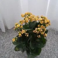 قیمت مقطوع دونه ی ۲۵۰