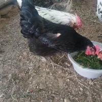 چهار مرغ محلی تخم گذار به شرط