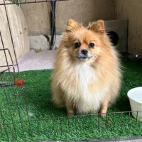 پامر(پامرانین)ماده دم فعل