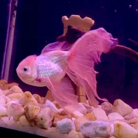 ماهی گلدفیش،گوپی،پلاتی،لجن خوار